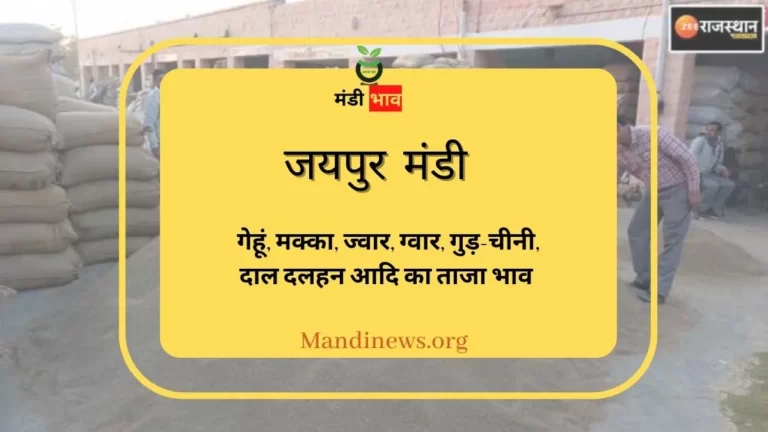 अनाज मंडी भाव जयपुर 30 मई 2023: गेहूं, मक्का, गुड़-चीनी, दाल दलहन आदि का ताजा भाव देखे