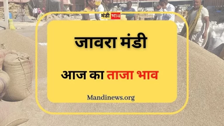 जावरा मंडी 03 जुलाई 2023: अनाजो के ताजा भाव रिपोर्ट