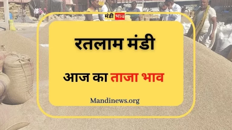 रतलाम मंडी 13 जुलाई 2023: अनाजो के ताजा भाव रिपोर्ट