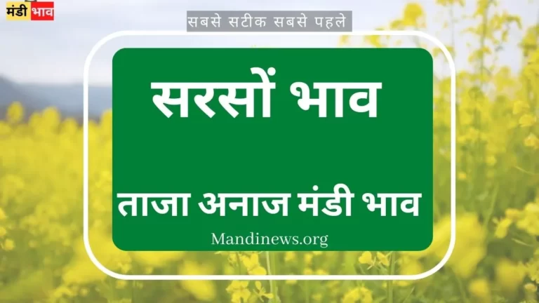 आज का सरसों भाव : भाव में हुई तेजी देखे भाव रिपोर्ट