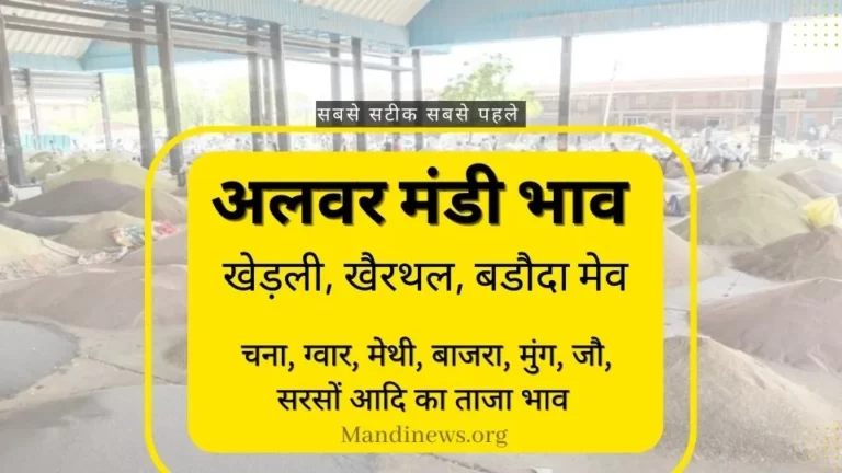 अलवर मंडी 22 जुलाई 2023: सरसों और ग्वार भाव में तेजी देखे भाव रिपोर्ट