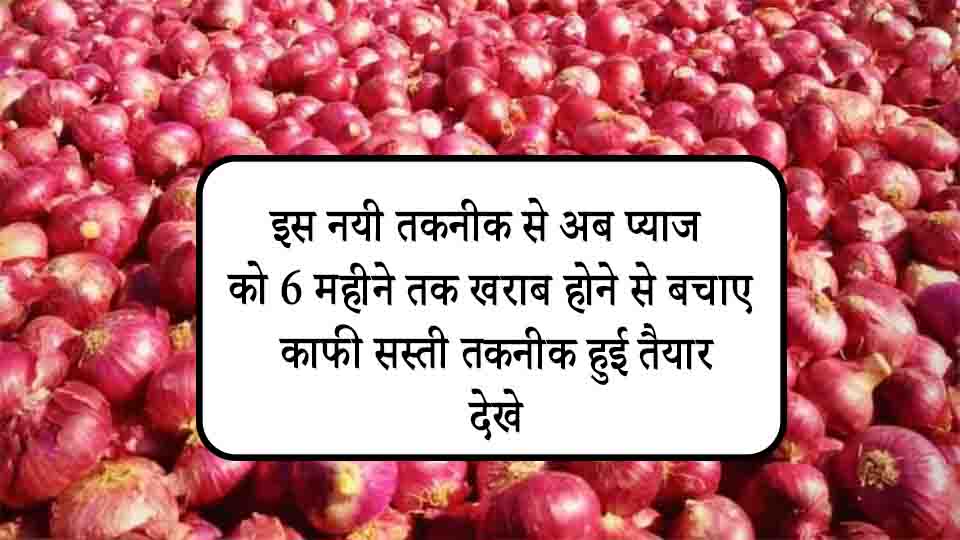 इस नयी तकनीक से अब प्याज को 6 महीने तक खराब होने से बचाए, काफी सस्ती तकनीक हुई तैयार, देखे