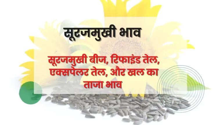 सूरजमुखी बीज, रिफाइंड तेल, एक्सपेलर तेल, और खल का ताजा भाव