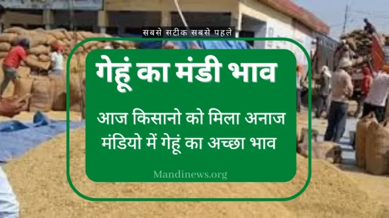 गेहूं भाव 15 जुलाई 2023: राजस्थान, उतरप्रदेश, हरियाणा और मध्यप्रदेश मंडियो में आज गेहूं का भाव