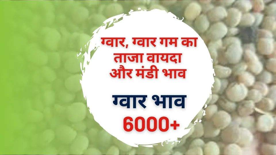 ग्वार भाव 6000: आज का ग्वार और ग्वारगम वायदा बाजार और अनाज मंडियो का ताजा भाव देखे