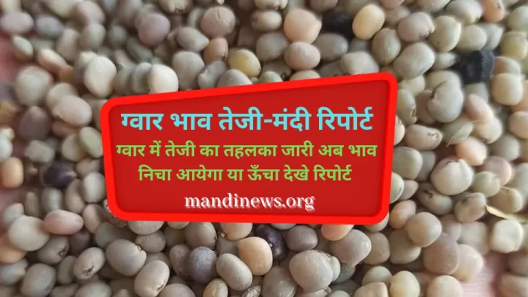 सप्ताह के अंतिम दिन भी ग्वार भाव में तेजी का तड़का, अब भाव में गरमी या नरमी? जाने रिपोर्ट