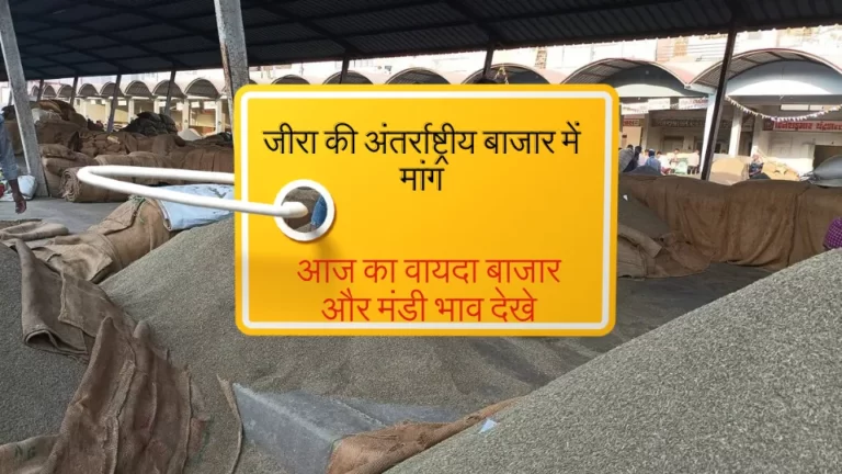 अंतर्राष्ट्रीय बाजार में मांग बढ़ने से जीरा कारोबार में तेजी, वायदा बाजार और मंडी रिपोर्ट देखे