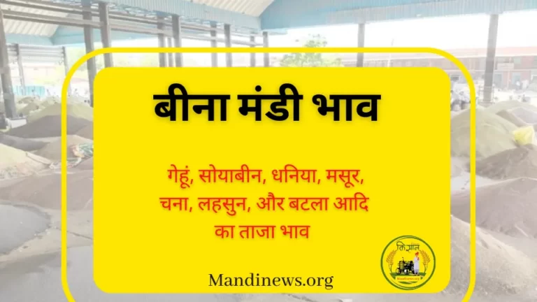बीना मंडी 04 जुलाई 2023: अनाजो के ताजा भाव रिपोर्ट
