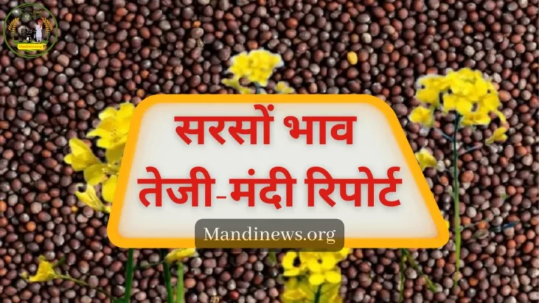 सरसों भाव भविष्य 2023: क्या सरसों भाव में आयेगा तेजी का तूफान देखे पूरी तेजी-मंदी रिपोर्ट