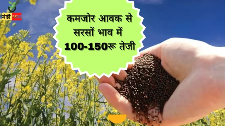 सरसों का ताजा भाव: कमजोर आवक से सरसों भाव में 100-150 रू की तेजी, देखे ताजा रिपोर्ट