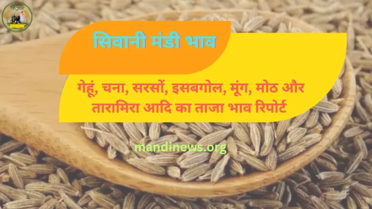 सिवानी मंडी 31 अगस्त 2023: मोठ और चना भाव में तेजी, ताजा मंडी भाव देखे
