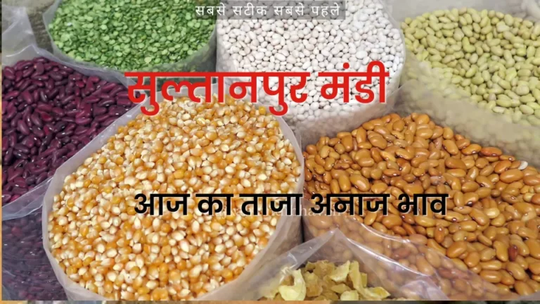 सुल्तानपुर मंडी 19 जुलाई 2023: अनाजो के ताजा भाव रिपोर्ट देखे