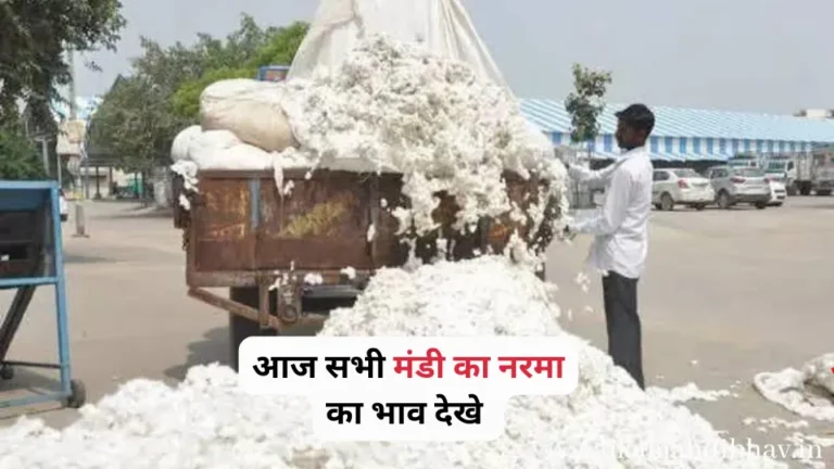 Cotton Price 29 August 2023 ; आज सभी मंडी का नरमा का भाव