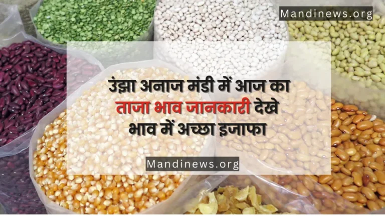 उंझा मंडी भाव 22-08-2023 : जीरा, रायडा और सुवा आदि के ताजा भाव