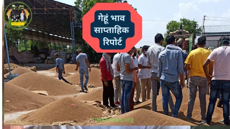 गेहूं भाव साप्ताहिक रिपोर्ट : भावो में अच्छा सुधार होने की आशंका, देखें पूरी रिपोर्ट