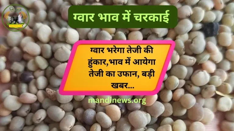 ग्वार भाव में चरकाई: ग्वार भरेगा तेजी की हुंकार,भाव में आयेगा तेजी का उफान, बड़ी खबर…