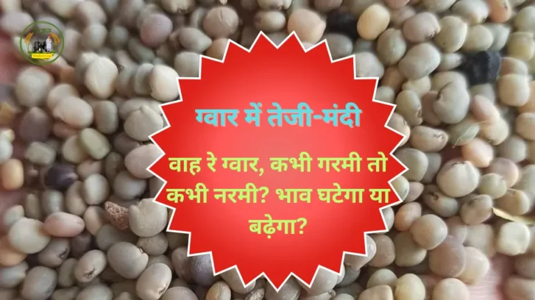 ग्वार में तेजी-मंदी: वाह रे ग्वार, कभी गरमी तो कभी नरमी? भाव घटेगा या बढ़ेगा? जाने रिपोर्ट