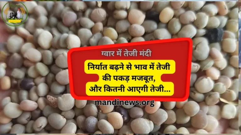 ग्वार में तेजी मंदी: निर्यात बढ़ने से भाव में तेजी की पकड़ मजबूत, और कितनी आएगी तेजी…