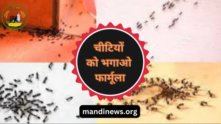 चीटियों को भगाओ फार्मूला : चीटियों को घर से भगाने का फार्मूला, चुटकी में, खाली करें यह काम