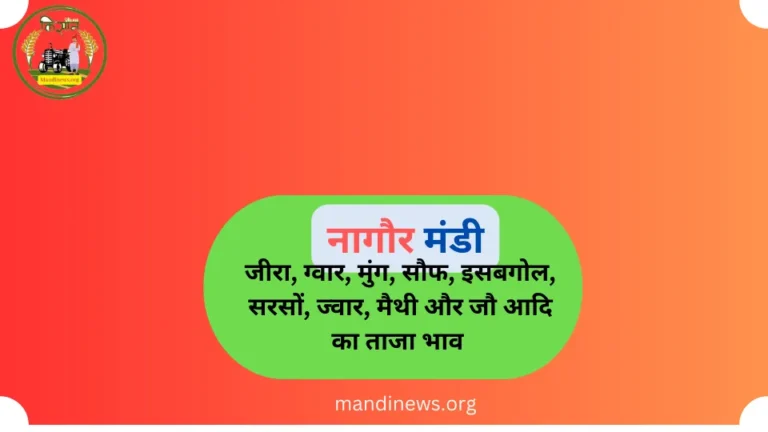 नागौर मंडी 12 सितंबर 2023 : ग्वार, मैथी, मुंग, सौफ, इसबगोल, मोठ और जीरा ताजा भाव रिपोर्ट