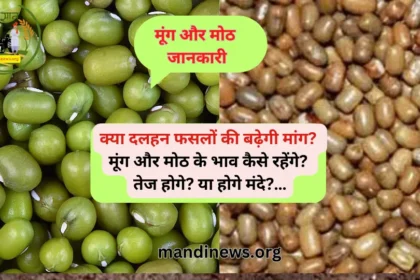 मूंग और मोठ जानकारी