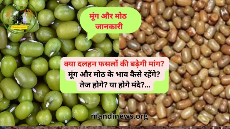 मूंग और मोठ जानकारी: क्या दलहन फसलों की बढ़ेगी मांग? मूंग और मोठ के भाव कैसे रहेंगे? तेज होगे? या होगे मंदे?…
