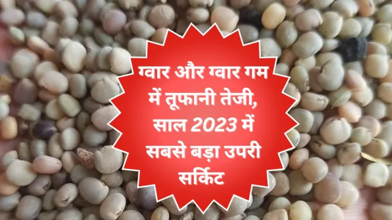 वायदा बाजार 11 अगस्त 2023 : ग्वार +324, ग्वार गम +745, ताजा वायदा रिपोर्ट देखे