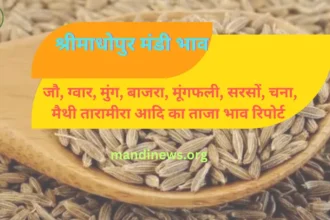श्रीमाधोपुर मंडी भाव