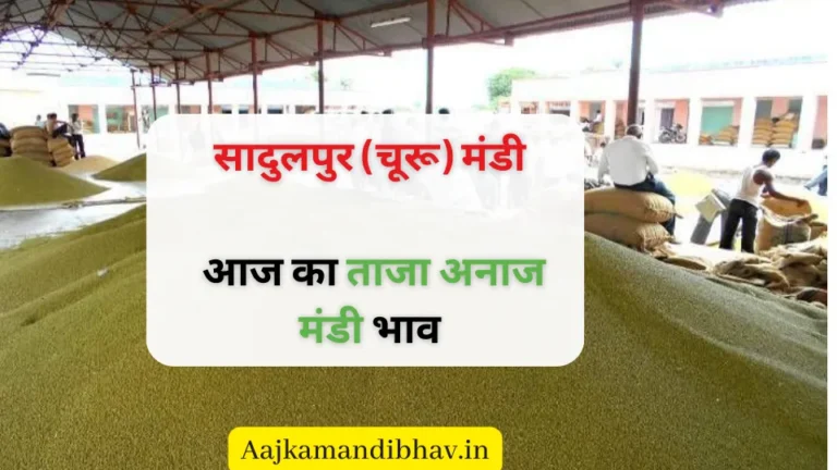 सादुलपुर (चूरू) मंडी 13 सितंबर 2023 : बाजरा, सरसों, मुंग और मोठ आदि के ताजा भाव