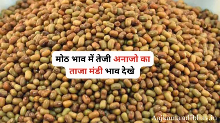 सिवानी मंडी 29 अगस्त 2023: मोठ भाव में तेजी अनाजो का ताजा मंडी भाव देखे