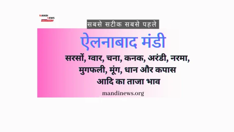 ऐलनाबाद मंडी 19 दिसंबर 2023 : सरसों, ग्वार, चना, कनक, अरंडी, नरमा, मूंग, धान और कपास आदि का भाव