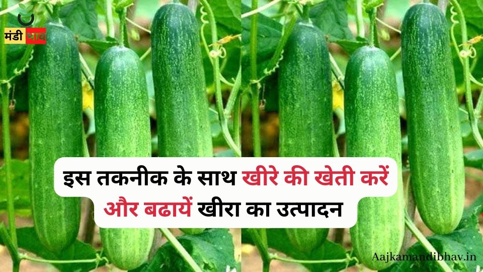 Cucumber Farming : इस तकनीक के साथ खीरे की खेती करें और बढायें खीरा का उत्पादन