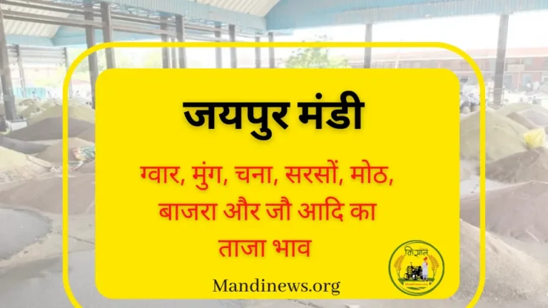 जयपुर मंडी 13 सितंबर 2023 : गेहूं, मक्का, ज्वार, ग्वार, उड़द आदि का ताजा भाव