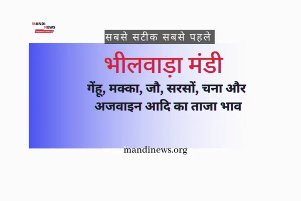 भीलवाड़ा मंडी 25 सितंबर 2023 : गेंहू, मक्का, जौ, सरसों, चना और अजवाइन आदि के ताजा भाव