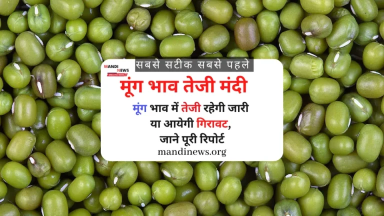 मूंग भाव तेजी मंदी : मूंग भाव में तेजी रहेगी जारी या आयेगी गिरावट, जाने पूरी रिपोर्ट