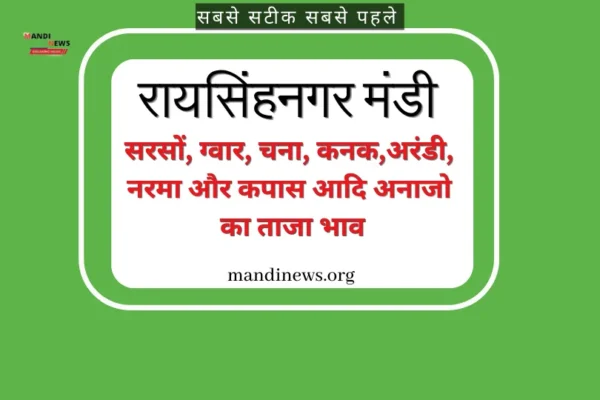 रायसिंहनगर मंडी 07 अक्टूबर 2023 : मुंग भाव में उछाल, अन्य अनाजो के ताजा भाव