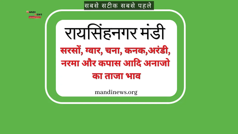 रायसिंहनगर मंडी 07 अक्टूबर 2023 : मुंग भाव में उछाल, अन्य अनाजो के ताजा भाव