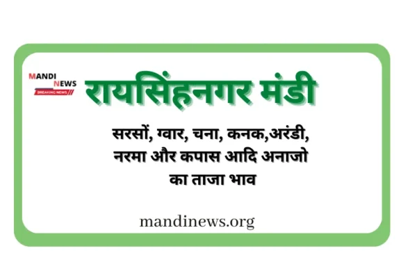 रायसिंहनगर मंडी 28 सितंबर 2023 : चना भाव में उछाल, अन्य अनाजो के ताजा भाव देखे