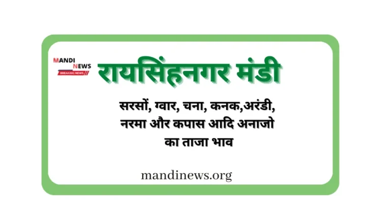 रायसिंहनगर मंडी 27 सितंबर 2023 : चना भाव में उछाल, अन्य अनाजो के ताजा भाव देखे