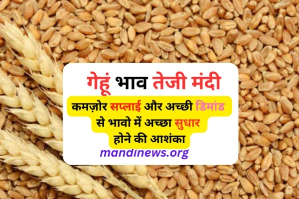 गेहूं भाव तेजी मंदी : कमज़ोर सप्लाई और अच्छी डिमांड से भावो में अच्छा सुधार होने की आशंका