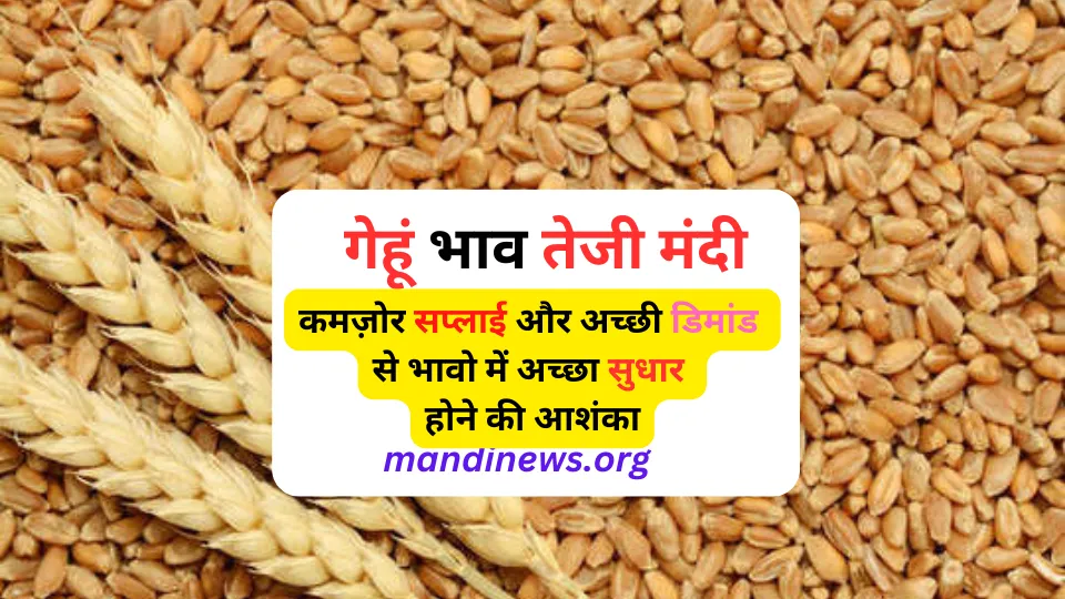 गेहूं भाव तेजी मंदी : कमज़ोर सप्लाई और अच्छी डिमांड से भावो में अच्छा सुधार होने की आशंका