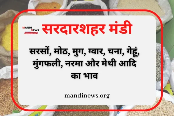 सरदारशहर मंडी 23 मार्च 2024 : सरसों, मोठ, मुग, ग्वार, चना, गेहूं, मुंगफली, मेथी आदि का भाव