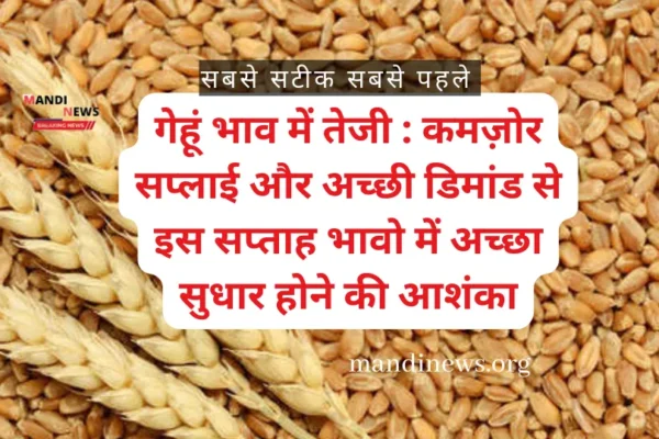 गेहूं भाव में तेजी : कमज़ोर सप्लाई और अच्छी डिमांड से इस सप्ताह भावो में अच्छा सुधार होने की आशंका