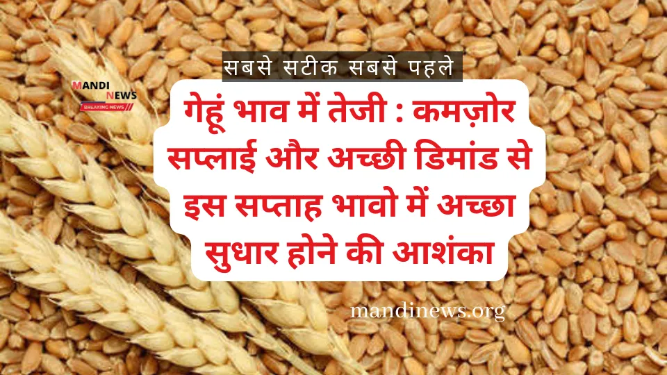 गेहूं भाव में तेजी : कमज़ोर सप्लाई और अच्छी डिमांड से इस सप्ताह भावो में अच्छा सुधार होने की आशंका