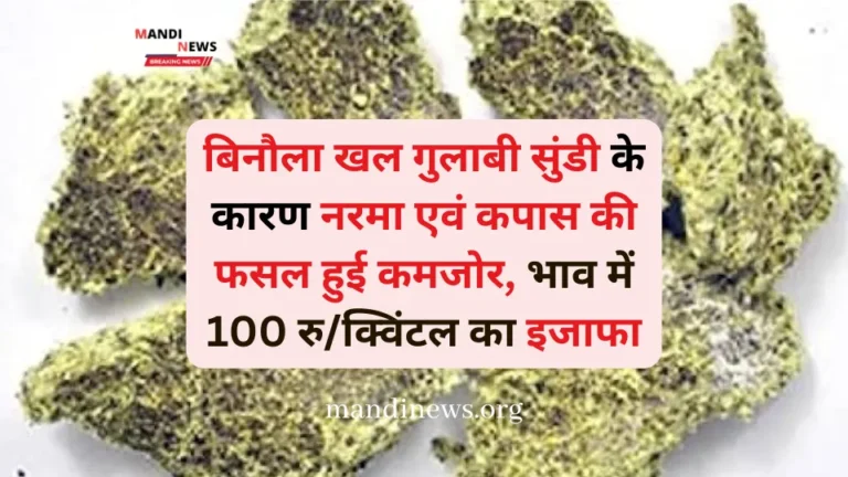 बिनौला खल गुलाबी सुंडी के कारण नरमा एवं कपास की फसल हुई कमजोर, भाव में 100 रु/क्विंटल का इजाफा