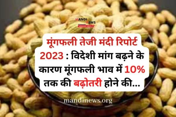 मूंगफली तेजी मंदी रिपोर्ट 2023 : विदेशी मांग बढ़ने के कारण मूंगफली भाव में 10% तक की बढ़ोतरी होने की…