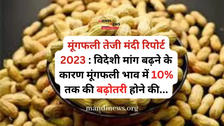 मूंगफली तेजी मंदी रिपोर्ट 2023 : विदेशी मांग बढ़ने के कारण मूंगफली भाव में 10% तक की बढ़ोतरी होने की…