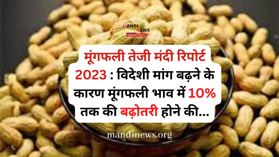 मूंगफली तेजी मंदी रिपोर्ट 2023 : विदेशी मांग बढ़ने के कारण मूंगफली भाव में 10% तक की बढ़ोतरी होने की…