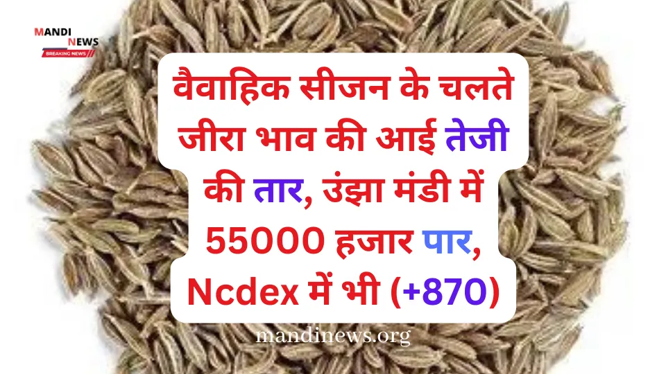 वैवाहिक सीजन के चलते जीरा भाव की आई तेजी की तार, उंझा मंडी 55000 हजार पार, कल Ncdex में भी (+870)