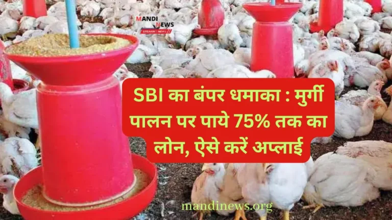 SBI का बंपर धमाका : मुर्गी पालन पर पाये 75% तक का लोन, ऐसे करें अप्लाई…